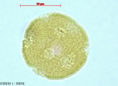 ISEM 1/Echinodorus_berteroi_34914/Echinodorus_berteroi_34914_0001(copy)_thumb.jpg
